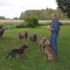hundetreffen 03.09.2016 569